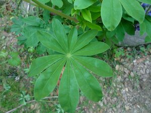 Lupinus latifolius Leaf